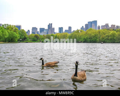 Zwei Schwäne im Wasser des Sees im Central Park in New York City Skyline im Hintergrund schwimmen, die Vereinigten Staaten. Stockfoto