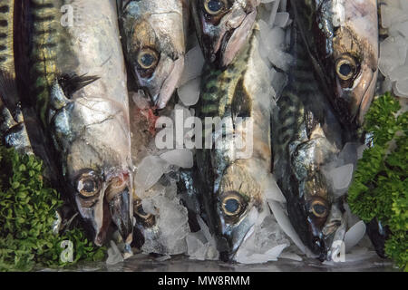 Frisch Makrele auf Anzeige gefangen auf einem fischhändler am Borough Market in London ausgeht. frischen Fisch gesund essen und gut für das Herz. Fettarm. Stockfoto