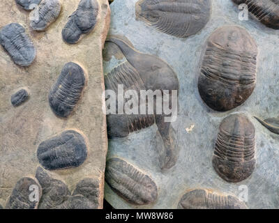 Zwei Platten aus Felsen mit versteinerten Tieren sind trillobites: Auf der linken Seite ist eine gelbe Rasse mit kleinen Trilobiten, auf der rechten Seite sind die großen Tiere in Bl Stockfoto