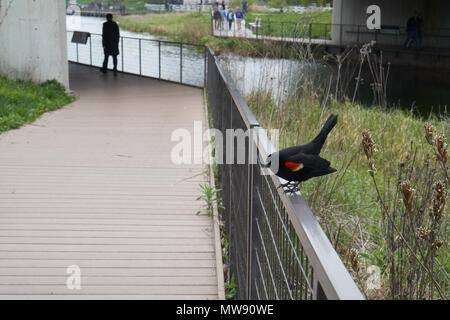 Blackbird sitzen auf Stahl Zaun entlang der Fußgängerzone Park Promenade. Stockfoto