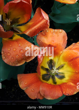 Auf der Suche bei orange Tulpen Nach einem Regen Stockfoto