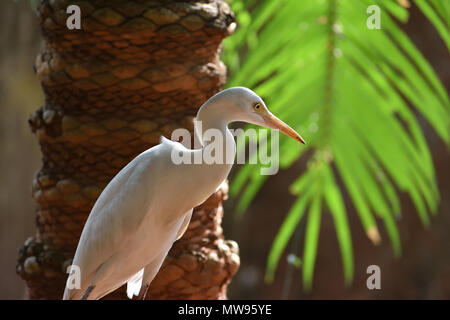 White Heron Stockfoto