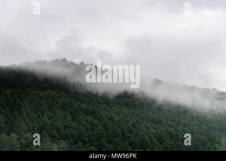 Die bewaldeten Berghang in niedrig liegenden Cloud mit der immergrünen Nadelbäumen in Nebel gehüllt Stockfoto