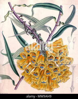 . Englisch: Bomarea multiflora. 1892. Matilda Smith del. (1854-1926), John Nugent Fitch lith. (1840-1927) 90 Bomarea multiflora CBM Stockfoto