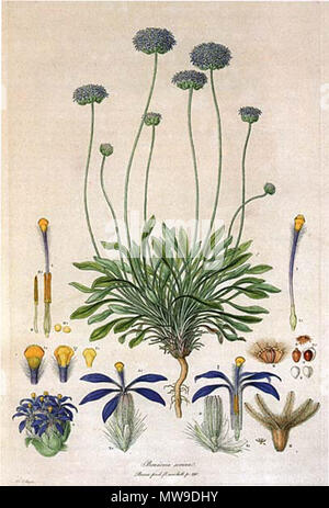 . Dies ist ein Scan der Platte 10 von Ferdinand Bauer Illustrationes Florae Novae Hollandiae. Die Anlage ist Brunonia australis (blauer Kissenförmiger), dann als Brunonia sericea. Anfang des 19. Jahrhunderts. Ferdinand Bauer (1760-1826) 102 Brunonia australis-Bauer Stockfoto