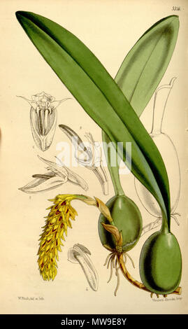 . Abbildung: Bulbophyllum careyanum (syn. Bulbophyllum cupreum, von Hooker geschrieben Bolbophyllum cupreum). 1862. Walter Hood Fitch (1817-1892) del. et lith. Beschreibung von William Jackson Hooker (1785-1865) 104 Bulbophyllum careyanum Bulbophyllum cupreum (als, Dinkel Bolbophyllum cupreum) - Curtis '88 (Ser. 3 Nr. 18) pl. 5316 (1862) Stockfoto