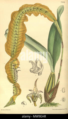 . Abbildung: Bulbophyllum maximum (syn. Megaclinium platyrhachis). 1904. M. S. del. (= Matilda Smith, 1854-1926), J. N. Fitch lith. (= John Nugent Fitch, 1840 - 1927) Beschreibung von William Botting Hemsley (1843-1924) 104 Bulbophyllum maximum (als Megaclinium platyrhachis) - Werk - Curtis' 130 (Ser. 3 Nr. 60) pl. 7946 (1904) Stockfoto