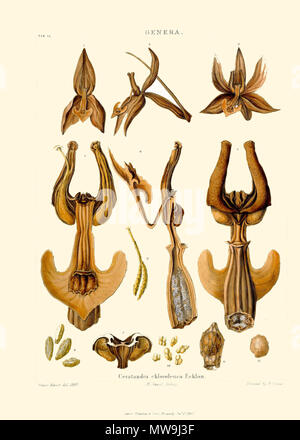 . Englisch: Abbildung: Ceratandra atrata von Franz Bauer u. John Lindley Illustrationen der Knabenkrautgewächse. zwischen 1830 und 1838. Franz Bauer u. John Lindley 120 Ceratandra chloroleuca - Franz Bauer &Amp; John Lindley - Abbildungen der Knabenkrautgewächse - Platte 16. Stockfoto