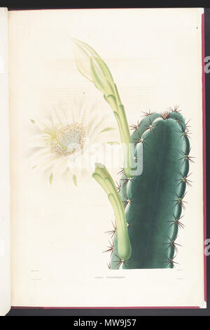 . Aus dem Buch. Paris, 1841-1847. Lemaire, Charles Antoine 120 Cereus hexagonus Lem Stockfoto