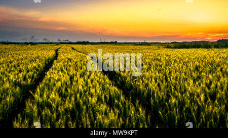 Spuren von traktorreifen durch ein Weizenfeld in der Dämmerung Tage. Die Spuren führen zu einem Werk, das in der Ferne zu sehen ist, und schönen Sonnenuntergang. Stockfoto