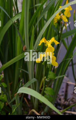 Gelbe Iris, Iris pseudacorus, Gelbe Flagge, Gelbe Flagge Iris, blass-gelbe Iris, Wasser Flagge Pflanze, Blume, Limburg, Niederlande. Stockfoto