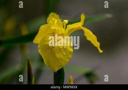 Gelbe Iris, Iris pseudacorus, Gelbe Flagge, Gelbe Flagge Iris, blass-gelbe Iris, Wasser Flagge Pflanze, Blume, Limburg, Niederlande. Stockfoto