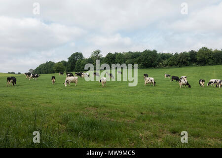 Milchvieh, Kühe grasen auf einer Rasenfläche, Limburg, Niederlande. Stockfoto