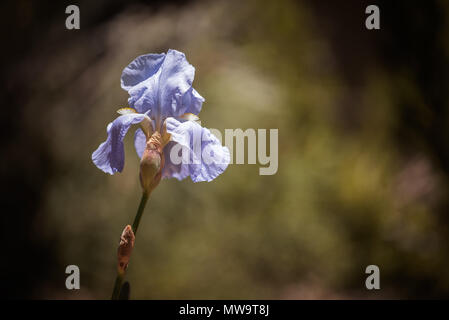 Lilie Blume Stockfoto