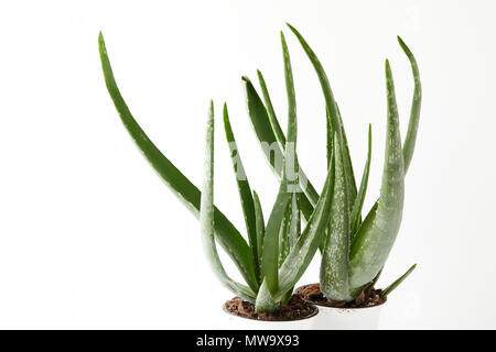 Nahaufnahme Blick auf zwei Aloe vera in Töpfen auf weißem Hintergrund Stockfoto