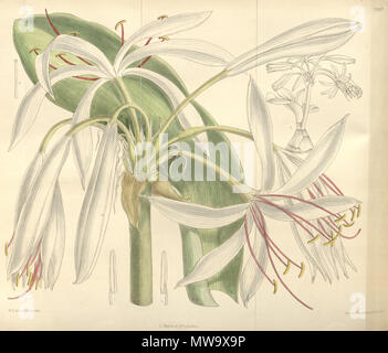 . Crinum woodrowii. 1898. Baker, Curtis's Botanical Magazine 146 Crinum woodrowii 124.7597 Stockfoto