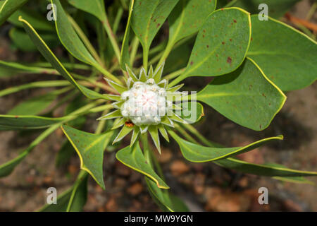 Protea Blütenknospen, Stellenbosch, Garden Route, Südafrika Stockfoto