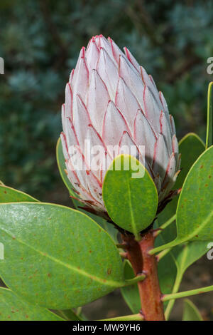 Protea Blütenknospen, Stellenbosch, Garden Route, Südafrika Stockfoto