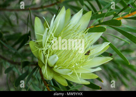 Protea Blütenknospen, Stellenbosch, Garden Route, Südafrika Stockfoto