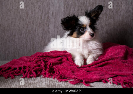 Welpen Rasse papillon Rest auf der Couch Stockfoto