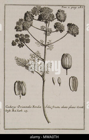 . Englisch: Joseph Pitton de Tournefort. Verhältnis d'un Voyage du Levant, fait par ordre du Roy. Contenant l'Histoire ancienne & moderne de plusieurs Isles De l'Archipel, de Konstantinopel, Vol. II, Paris, Imprimerie Royale, 1717. S. 286. 1717. Joseph Pitton de Tournefort (1656-1708) Alternative Namen Joseph Piton de Tournefort; Pitton de Tournefort; Tourn.; טורנפורט; ג'וזף טורנפורט; פיטון דה טורנפור; ז'וזף פיטון דה טורנפורט; Tourn; Tournefort; ツルヌフォール; トゥルヌフォール; ジョゼフ・ド・ピトン＝ジョゼフ・ピトン トゥルヌフォール;・ド・ジョゼフ トゥルヌフォール; ・・ド・ツルンフォール ピトン; Joseph de Tournefort; تورنفور; Drehen.; Турнефор Жозеф Питтон де; Stockfoto