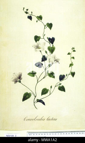 . Englisch: Art: Calystegia tuguriorum, als Convolvulus lacteus Familie: convolvulaceae Land: Neuseeland Ort: Teoeroa, Tegadu Bay, Tolaga Bay Artist:? Format: fertige Zeichnung Medium: Aquarell auf Papier. 4. November 2011. Unbekannt 109 Calystegia tuguriorum 2 Stockfoto