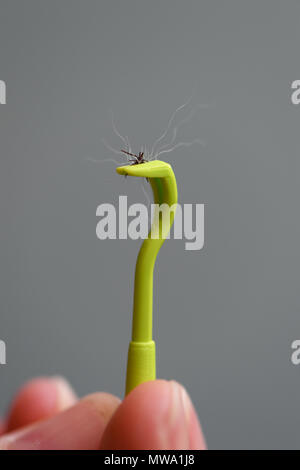 Ein grünes Häkchen remover aus Kunststoff komplett mit einem Haken aus ein Hund mit Büschel Haare entfernt. Stockfoto