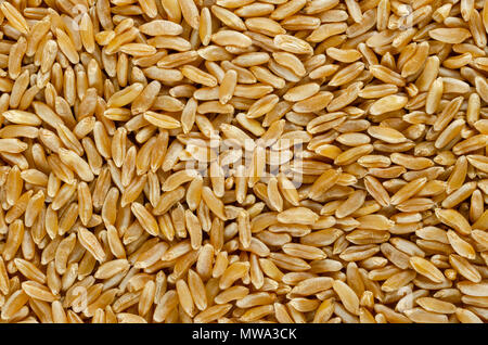 Kamut Khorasan Weizen Oberfläche von oben. Hintergrund. Körner von Orientalischen Weizen Triticum turanicum. Eine alte rekultivierten Korn vom modernen Iran. Stockfoto