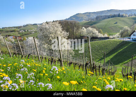 Frühling in den Ausläufern des Schwarzwaldes, Kurort, Sasbachwalden, Deutschland, Weinberg und blühende Obstbäume, Schwarzwälder Kirschwasser Bäume Stockfoto