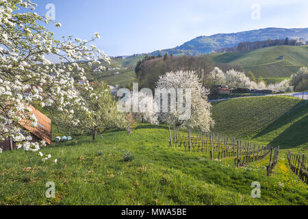 Frühling in den Ausläufern des Schwarzwaldes, Kurort, Sasbachwalden, Deutschland, Weinberg und blühende Obstbäume, Schwarzwälder Kirschwasser Bäume Stockfoto