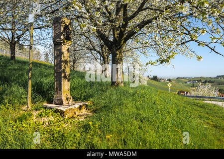 Frühling in den Ausläufern des Schwarzwaldes, Kurort, Sasbachwalden, Deutschland, Weinberg und blühende Obstbäume, Schwarzwälder Kirschwasser Bäume Stockfoto