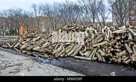 Holzschnitt auf dem Betriebshof des Protokolls und zum Verkauf bereit. Stockfoto