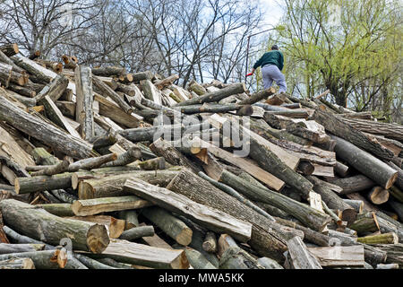Holzschnitt auf dem Betriebshof des Protokolls und zum Verkauf bereit. Stockfoto
