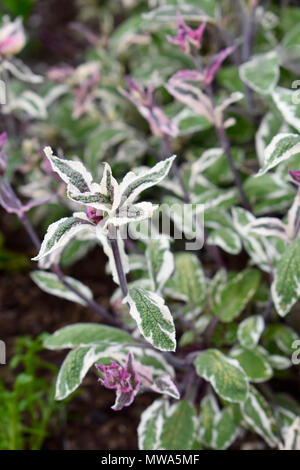 Kraut - Bunte Salbei wächst im Garten Stockfoto