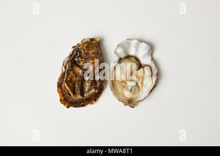 Frische Austern Muscheln isoliert auf weißem Öffnen Stockfoto
