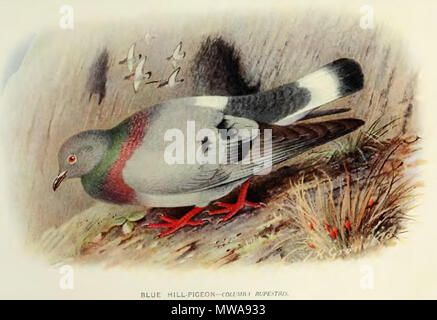 . Englisch: Columba rupestris, Hill Taube. 1913. H. Gronvold und E C Stuart Baker 139 ColumbaRupestris Stockfoto