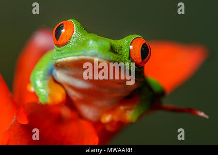 Red-eyed Tree Frog (Agalychnis callidryas), Captive, Reptilien Reptilien Zoo, Vaughan, Ontario, Kanada Stockfoto