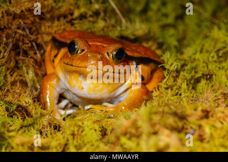 Tomate Frosch (Dyscophus antongilii) unverlierbaren, Reptilien Reptilien Zoo, Vaughan, Ontario, Kanada Stockfoto