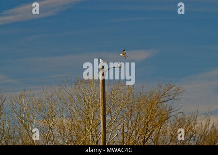 Ring-billed Möwen auf Park Sicherheit Licht, Canyon, Texas Stockfoto