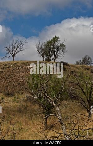 Approaching Storm über Bäume auf ein Bluff, Texas Panhandle Stockfoto