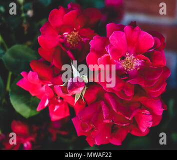 Frische Rosen blühen im Sommer voll und Hell Stockfoto