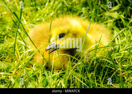 Gosling, Kanadagans (Branta canadensis) sitzen auf dem Gras Stockfoto