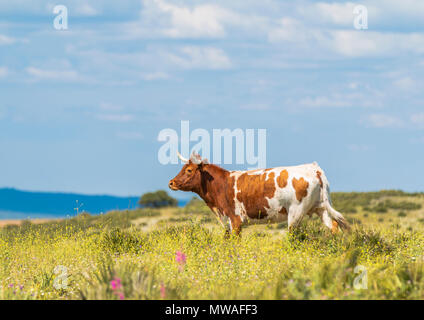 Weiße Kuh in braune Flecken auf grünem Gras mit hellen Blumen auf dem Hintergrund des blauen Himmels Stockfoto