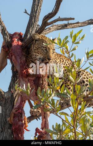 Leopard, der versucht, die Reste eines Töten hoch in einem Baum stehlen Stockfoto