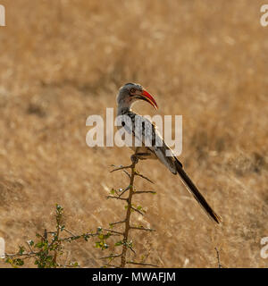 Eine südliche Red-billed Hornbill auf dem Stamm Busch gehockt Stockfoto