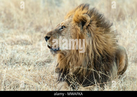 Alten männlichen Löwen in der Savanne, Gras an Sabi Sands Game Reserve ruhen Stockfoto
