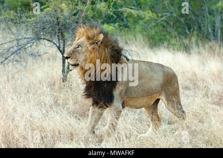 Eine alte männliche Löwen in der Savanne, Gras an Sabi Sands Game Reserve Stockfoto