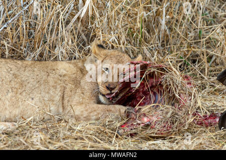 Lion cub Nagen auf dem Brustkorb der Überreste einer jungen Nyala Stockfoto