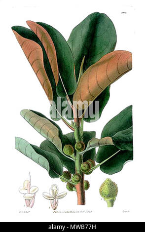 . Botany-Bay rusty-leaved Feige, Feige - Ficus rubiginosa. 1829. William Jackson Hooker 148 Curtis. Bucht. Abb. Stockfoto