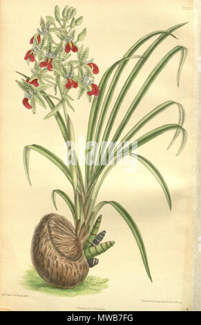 . Abbildung: Cymbidiella pardalina (syn. Cymbidium rhodochilum). 1904. M. S. del. (= Matilda Smith, 1854-1926), J. N. Fitch lith. (= John Nugent Fitch, 1840 - 1927) Beschreibung von William Botting Hemsley (1843-1924) 149 Cymbidiella pardalina Cymbidium rhodochilum (als) - Werk - Curtis' 130 (Ser. 3 Nr. 60) pl. 7933 (1904) Stockfoto